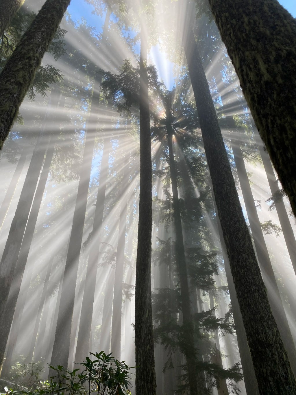 The Limits of “Consisting Of” in Obviousness Arguments