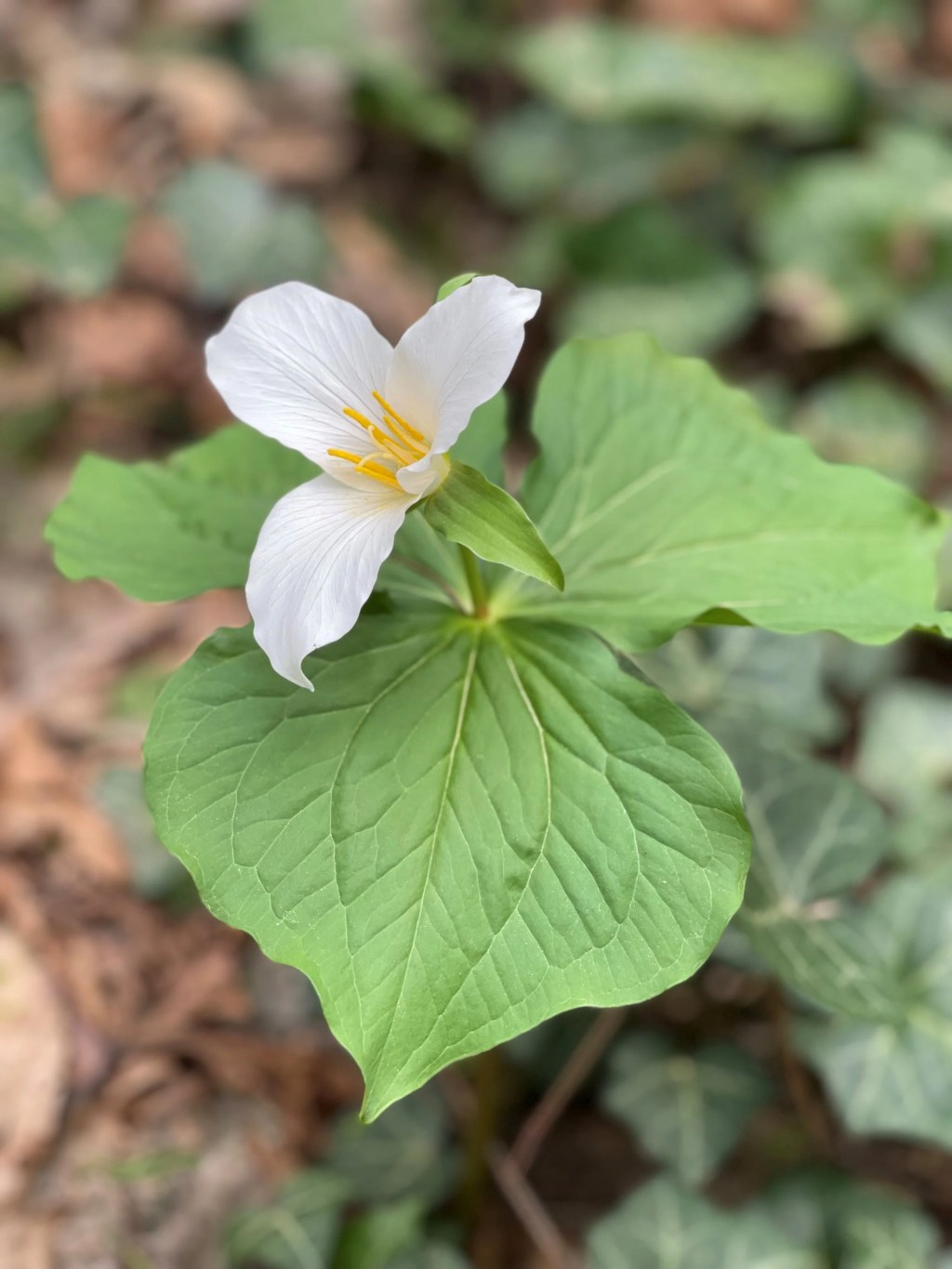 Admissions at the&nbsp;USPTO