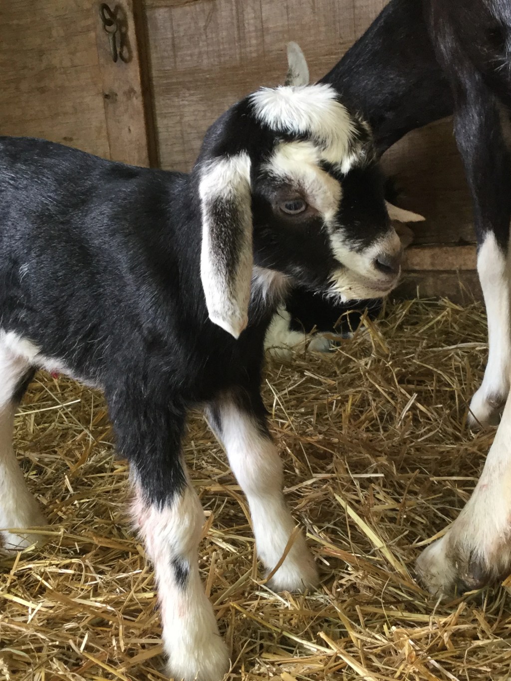 Evidence-Based Declarations in Patent&nbsp;Prosecution