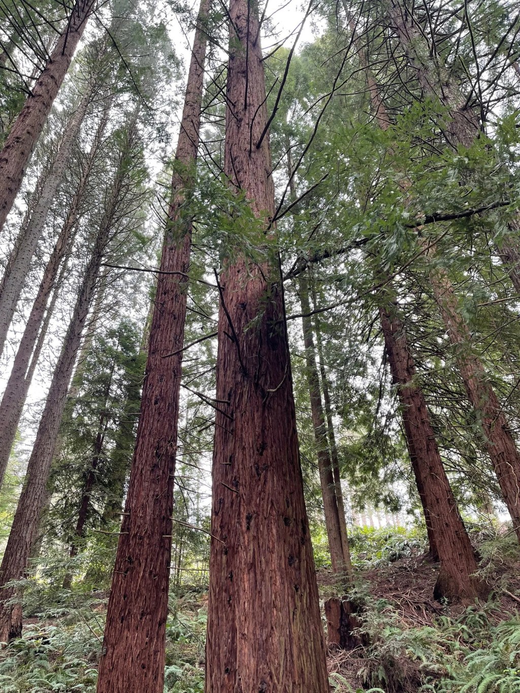 Section 101: Even Very Specific Devices Can Be&nbsp;Conventional