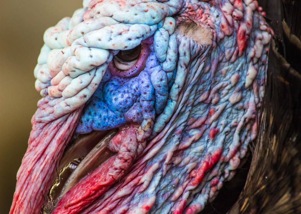 Giving Thanks for Real Reasoning: A PTAB Reminder on Obviousness