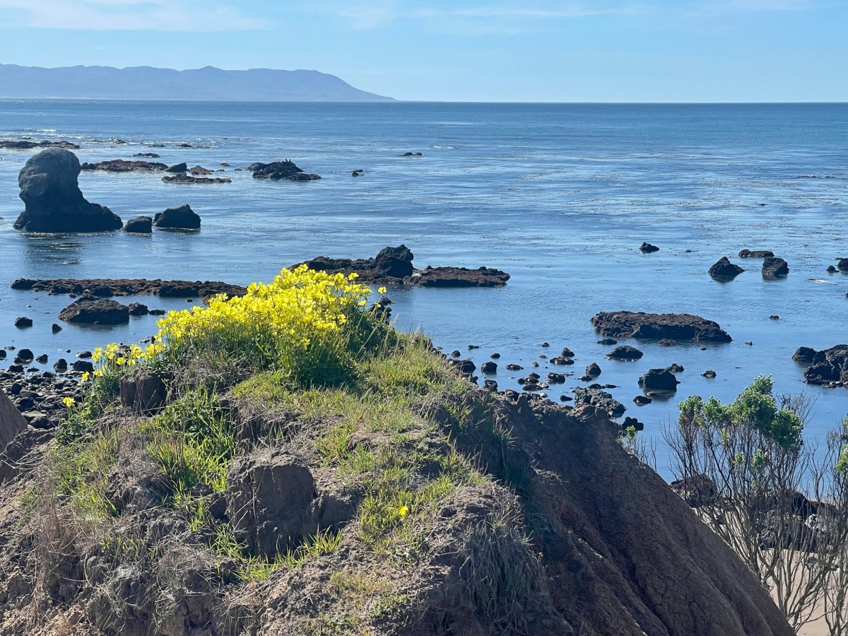 The Danger of Drafting at the Claim Level: AI Specifications and the Written Description&nbsp;Problem