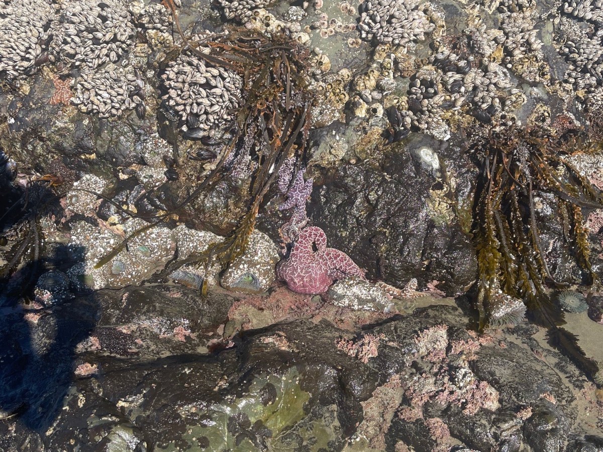 From Office Action to Appeal: Exploiting Gaps in Untranslated Prior&nbsp;Art